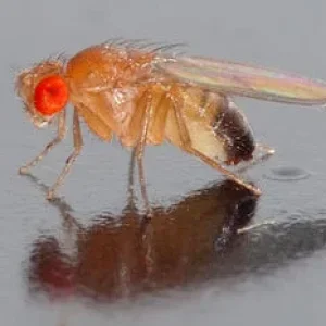 Drosophila.jpg