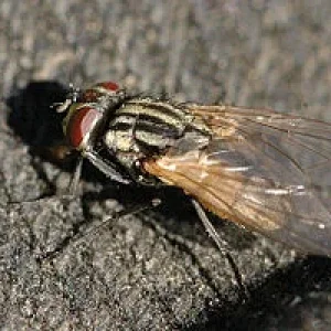 Musca_domestica_female.jpg