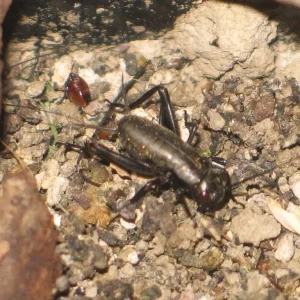 Gryllus_bimaculatus_juvenile.png