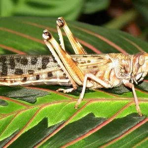 Schistocerca gregaria.jpg