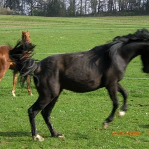 Kopie von Ponys 715.jpg