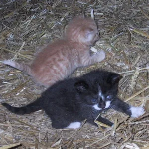 Hirgon und James.jpg