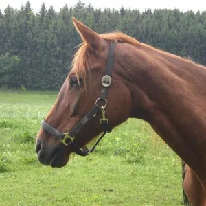 Kopie von Alle 501.jpg