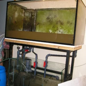 Medium 'PC160115.jpg' in der Kategorie 'Das Aquarium'