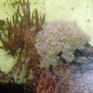 Medium 'P5250114.jpg' in der Kategorie 'Das Aquarium'