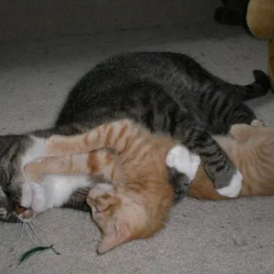 Catfight Tony James2.jpg