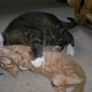 Catfight Tony James3.jpg