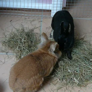 Simba und Beauty 1.jpg