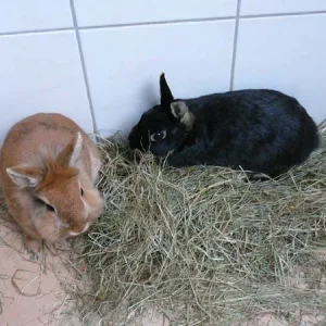 Simba und Beauty 2.jpg