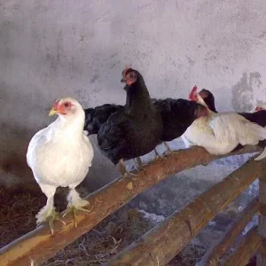 Kopie von bilder 2007 u. 2008 324.jpg