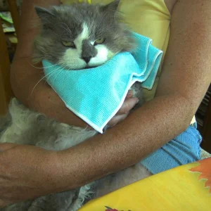 Bärchi  Medikamentengabe  30.06.08.jpg