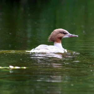 Masuren 270.1jpg.jpg