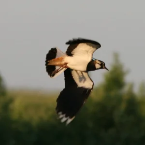 Masuren 214.1jpg.jpg