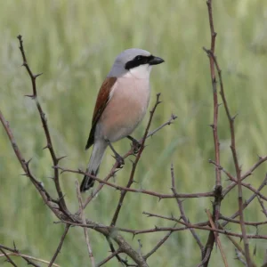 Masuren 166.1jpg.jpg