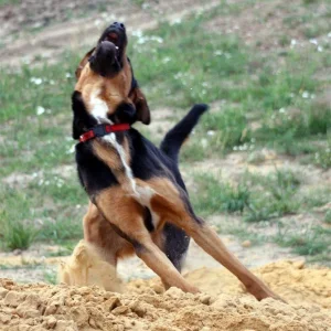 IMG_2272_1 (Custom).jpg