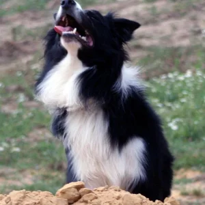 IMG_2301_1 (Custom).jpg