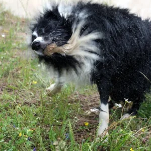 IMG_2433_1 (Custom).jpg