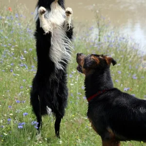 IMG_2495_1 (Custom).jpg