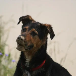 IMG_2536 (Custom).jpg