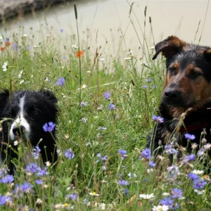 IMG_2547_1 (Custom).jpg