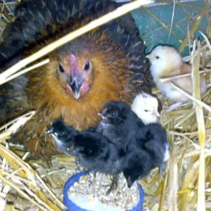 Kopie von 14072008544.jpg