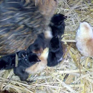 Kopie von 14072008542.jpg