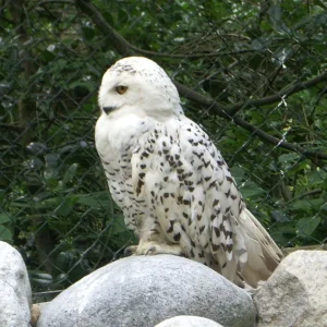 IMGP7969 (Custom).jpg