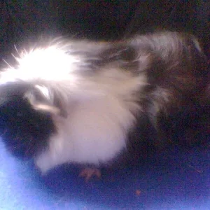 Kopie von bilder 2007 u. 2008 130.jpg