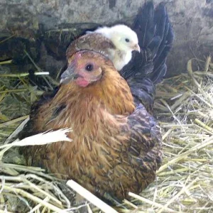 Kopie von Sommer 2008 215.jpg