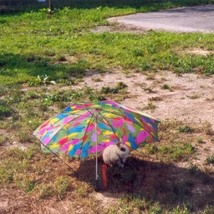 Mümmy  Camping Cittá de Angera - Lago Maggiore  08.1994.jpg