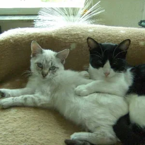 Carmen, Mimi auf dem Sofa 1  01.11.08.jpg