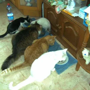 gemeinsame Mahlzeit  01.11.08.jpg