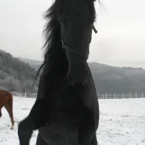 Kopie von Bild 2063.jpg