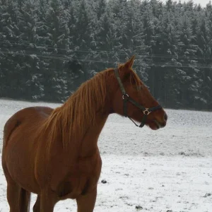 Kopie von Bild 2060.jpg