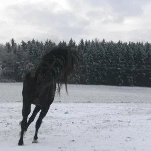 Kopie von Bild 2042.jpg