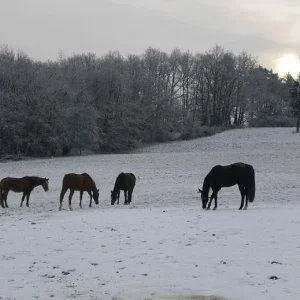 Kopie von Bild 2033.jpg