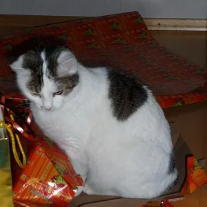 P1000043 (Custom).jpg