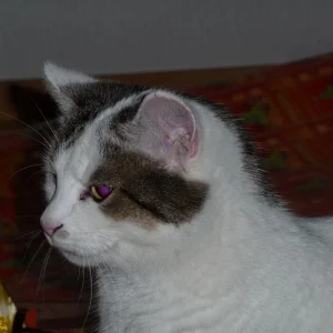 P1000044 (Custom).jpg