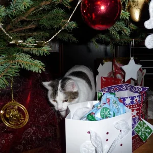 P1000046 (Custom).jpg