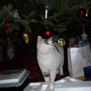 P1000047 (Custom).jpg