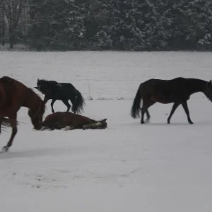 Kopie von Bild 2328.jpg