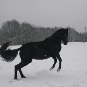 Kopie von Bild 2366.jpg