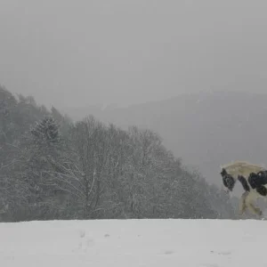 Kopie von Bild 2387.jpg