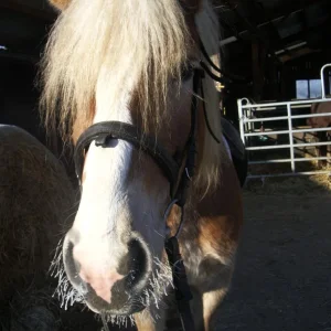 IMGP9486 (Custom).jpg