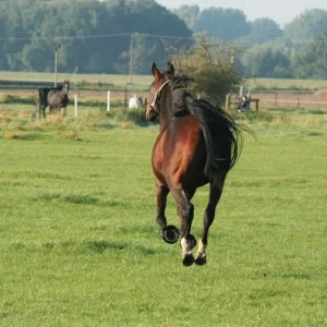 stallumzug 041.2.jpg