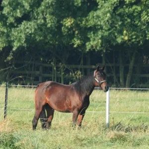 stallumzug 063.2.jpg