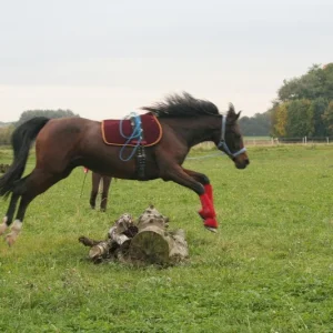 hasna und ronja 195.2.jpg