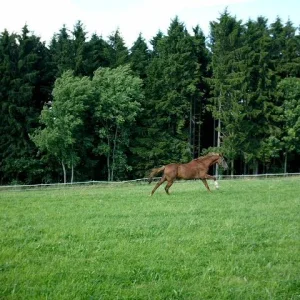 Aufgezeichnet 2004-10-3 00017.jpg