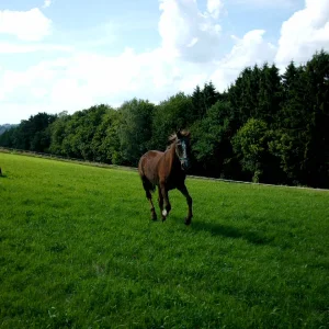 Aufgezeichnet 2004-10-3 00006.jpg