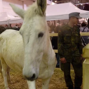 Equitana09 (22) (Custom).jpg